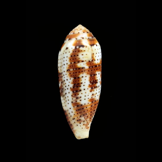 nussattela 55,4mm