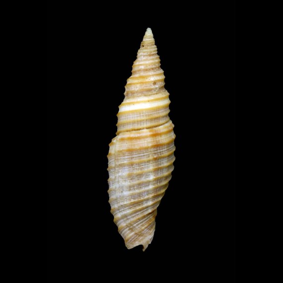 circula