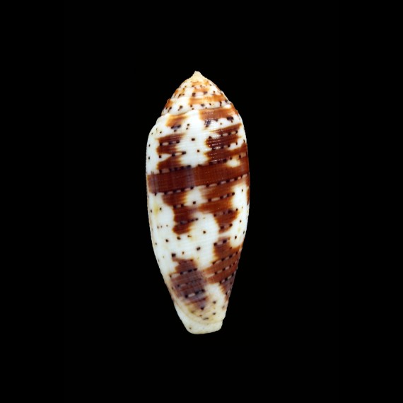 nussattela 55,4mm