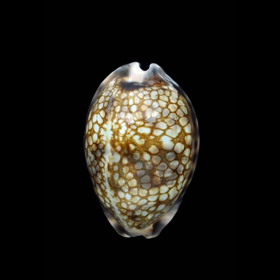 histrio westralis 61,6mm