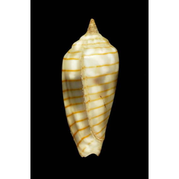 conularis