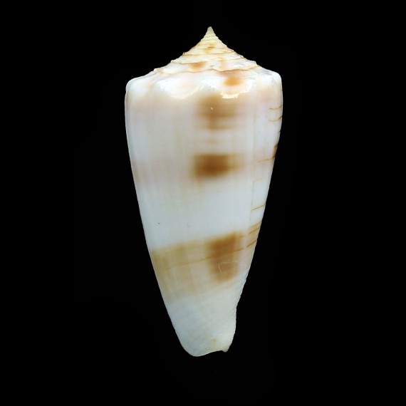 goudeyi 33,4mm RARITY