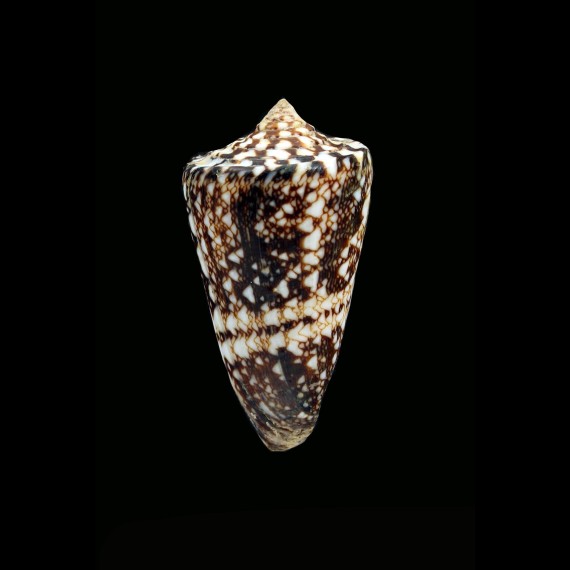 locumtemens assilorenzoi 43,6mm