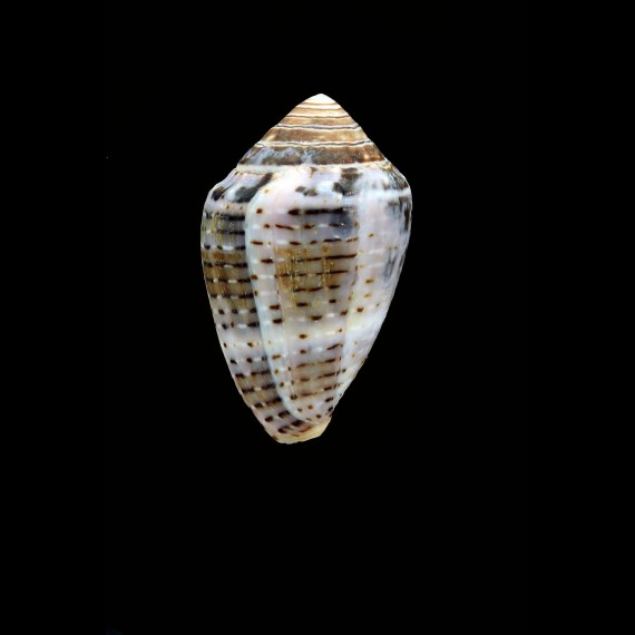 taeniatus 41,0mm BIG