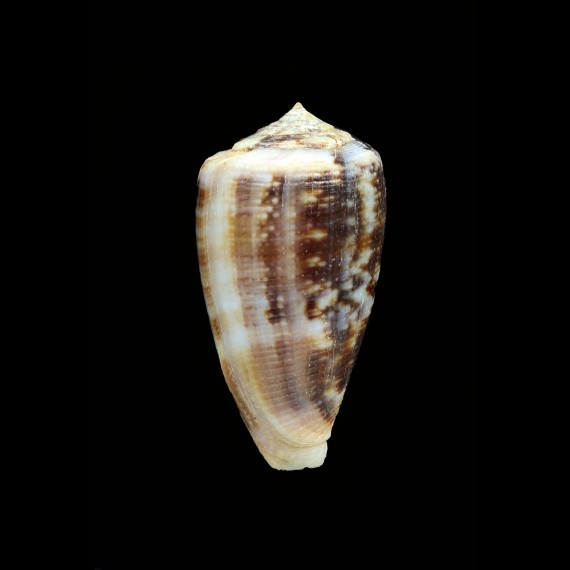 anemone novaehollandiae 40,3mm