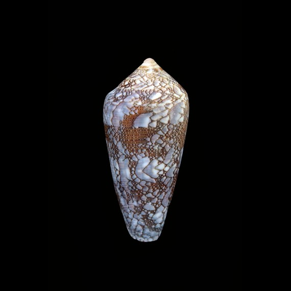 pennaceus praelatus 55,3mm SUPERB