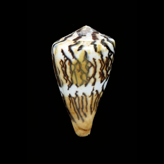 vexillum sumatrensis 76,9mm