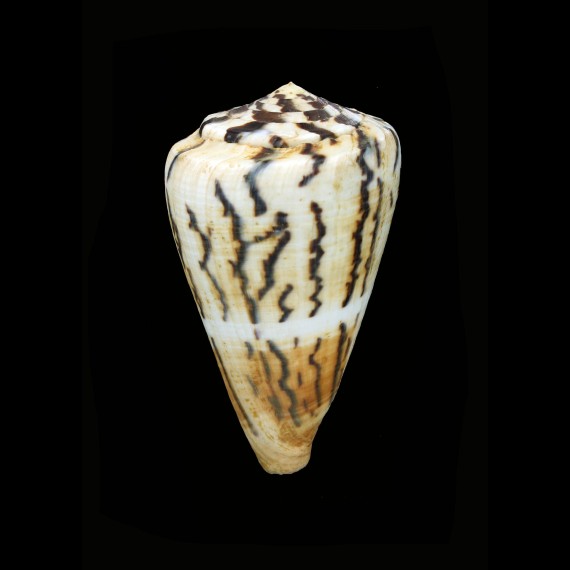 vexillum sumatrensis 76,9mm