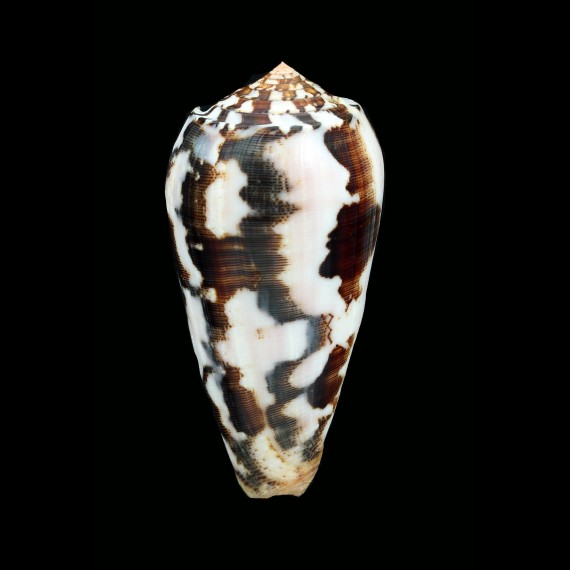 striatus 58,5mm