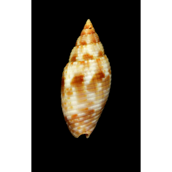 desetangsii