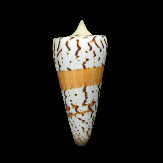 generalis regenfussi 68,1mm