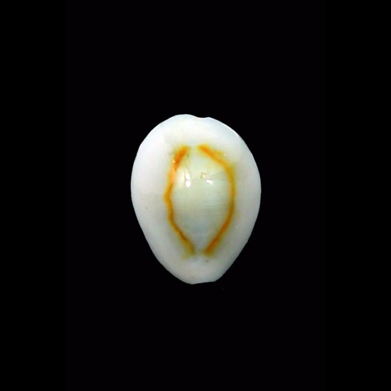 annulus sublitorea 11,3mm UNCOMMON