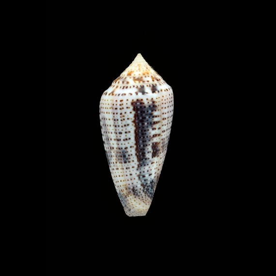 ximenes 49,5mm BIG