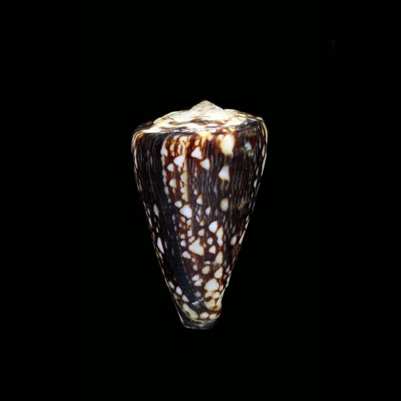 marmoreus crosseanus 49,6mm