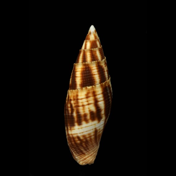 eremitrarum