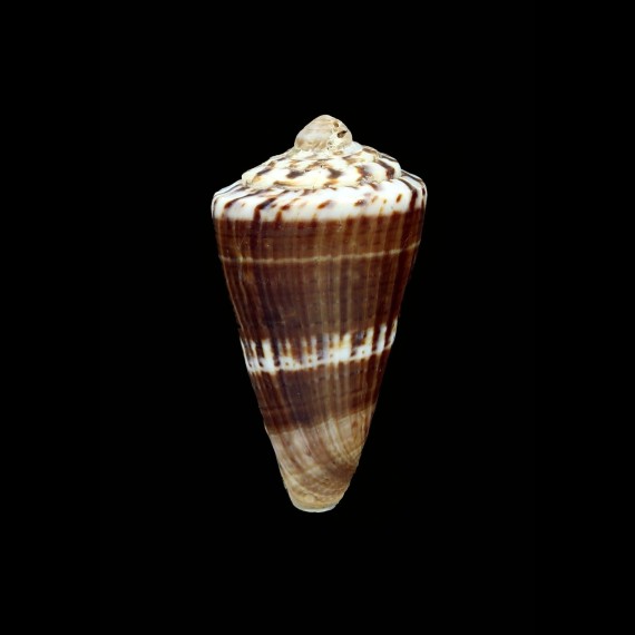 fumigatus blainvillei 49,4mm