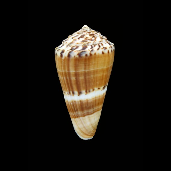 fuscatus escavatus 53,8mm