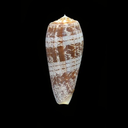 vicweei 78,3mm