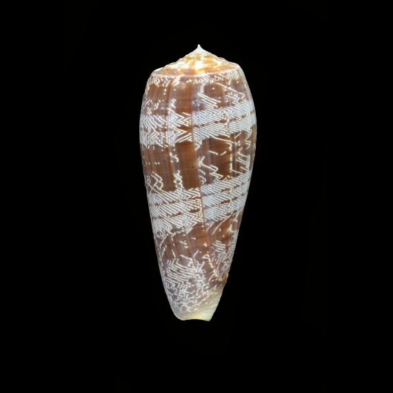 vicweei 78,3mm