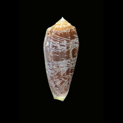 vicweei 80,6mm