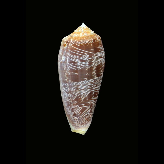 vicweei 80,6mm