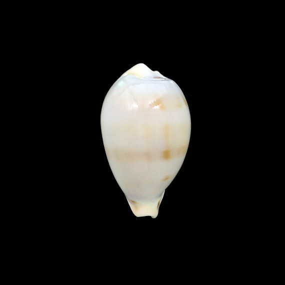 hungerfordi coucomi 30,2mm RARE