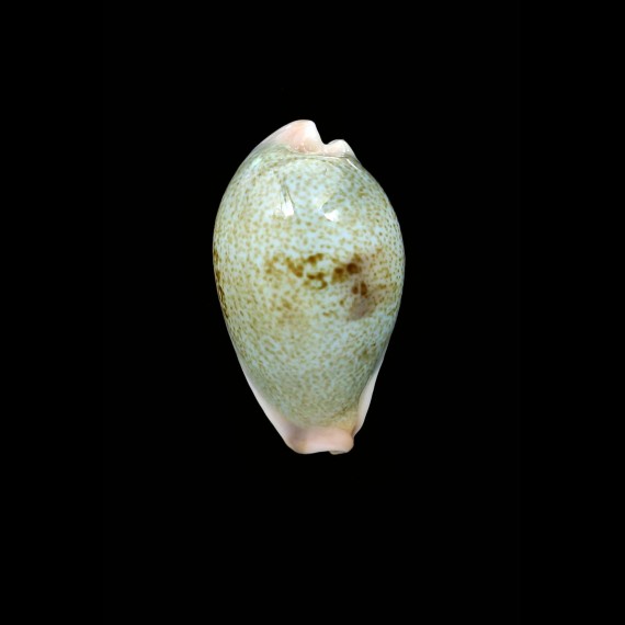 subviridis dorsalis 36,1mm BIG