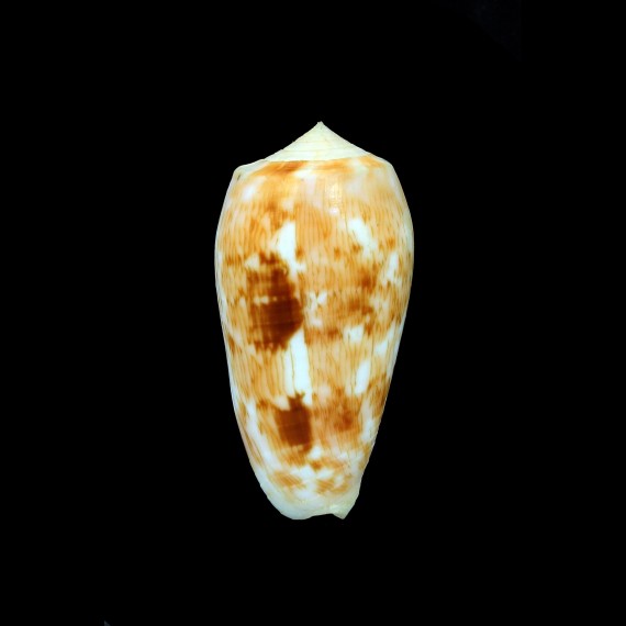 julii 53,3mm RARE
