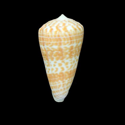tessulatus 81,1mm GIANT