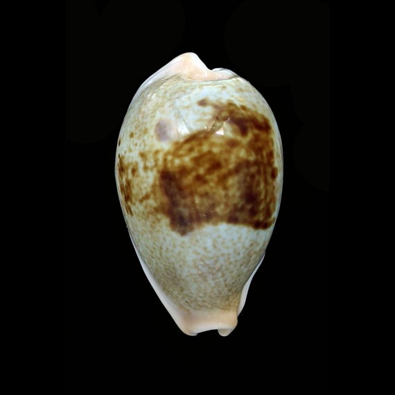 subviridis dorsalis 33,1mm NICE