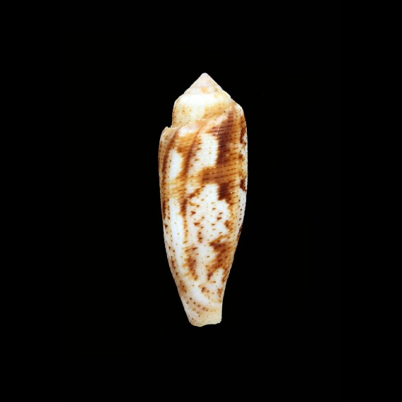 artoptus 43,6mm SUPERB