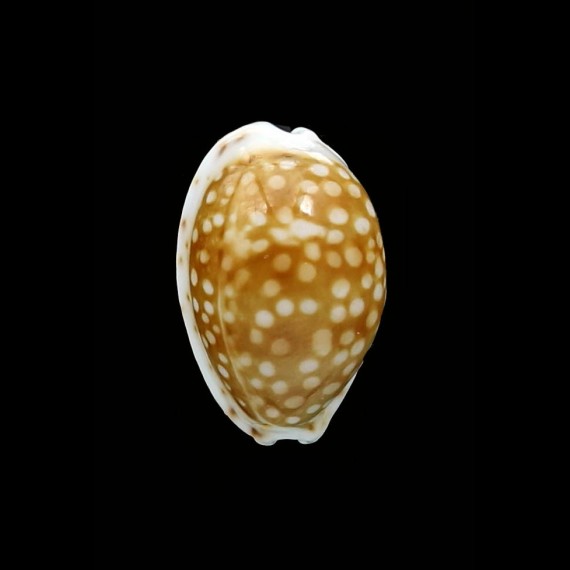 catholicorum 18,7mm BIG