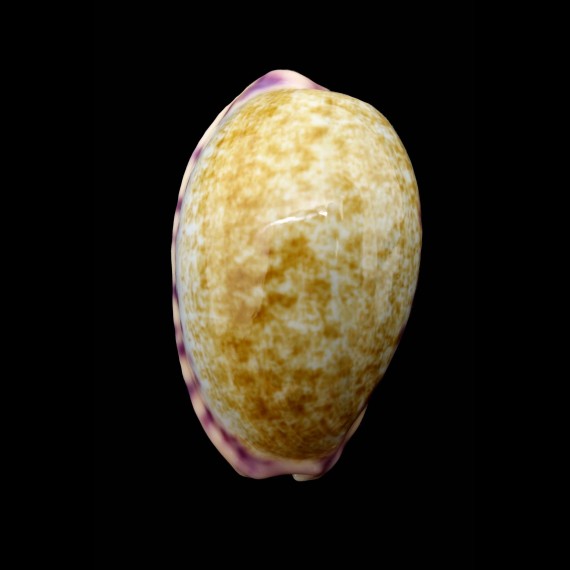 chinensis violacea