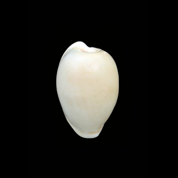 castanea 35,2mm HUGE