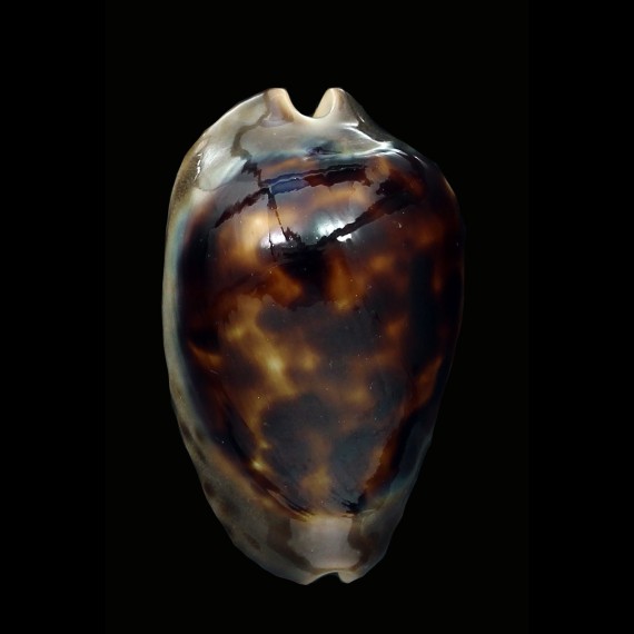 venusta episema sorrentensis 48,1mm