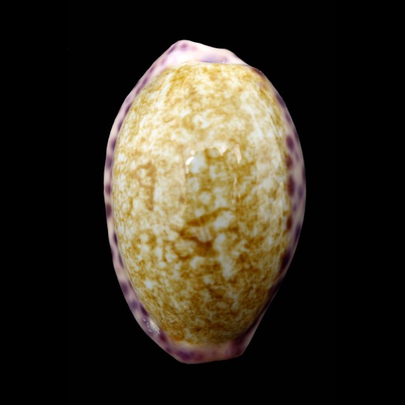 chinensis violacea