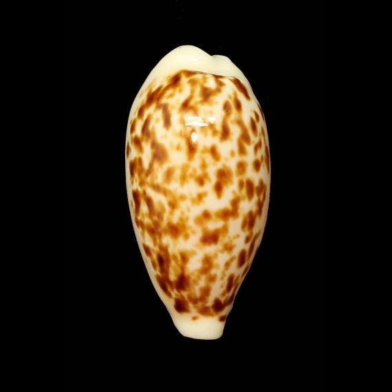 coxeni