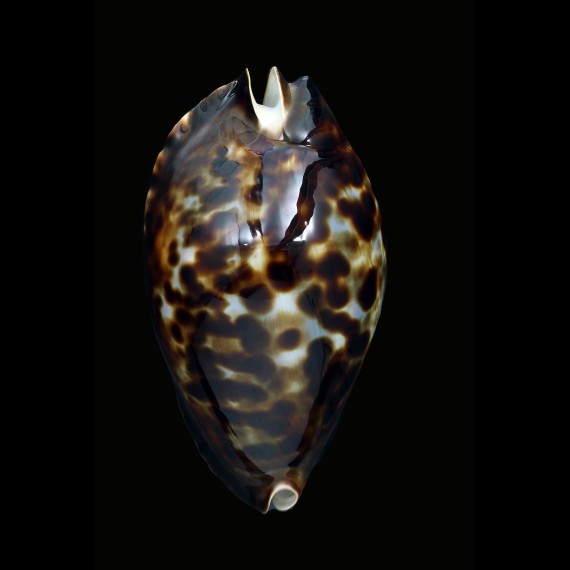 friendii friendii 94,4mm BIG