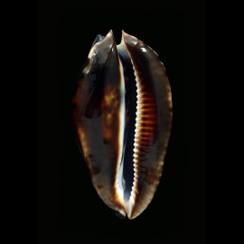 friendii friendii 94,4mm BIG