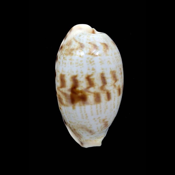 pellucens alisonae 32,6mm