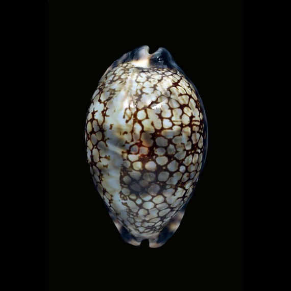 histrio 64,1mm