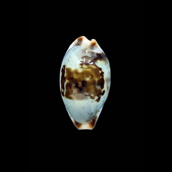erythraensis 21,0mm