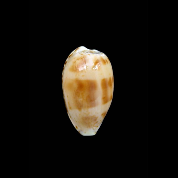 piperita bicolor 22,6mm NICE PATTERN