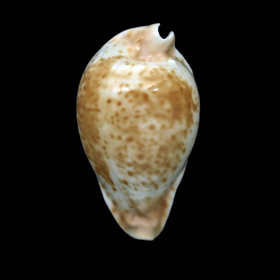 hesitata 95,8mm
