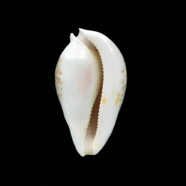 hesitata 95,8mm