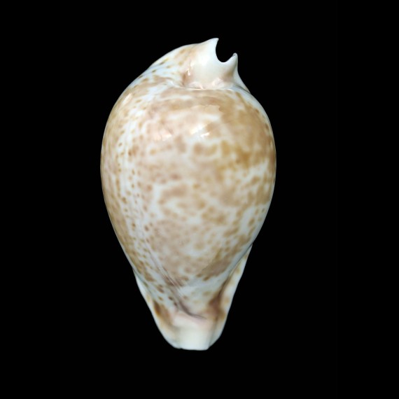 hesitata 99,1mm
