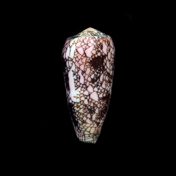 omaria convolutus 76,0mm