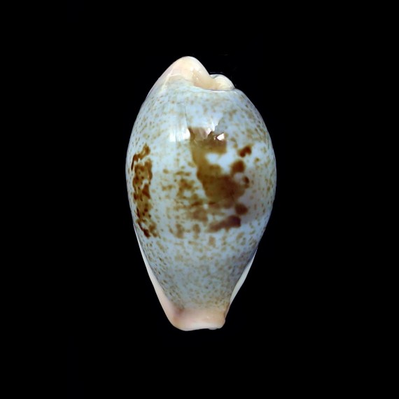 subviridis dorsalis 29,3mm