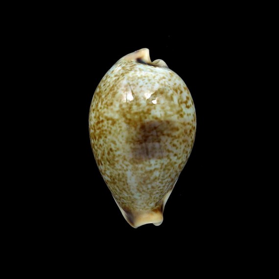 pyriformis 30,3mm
