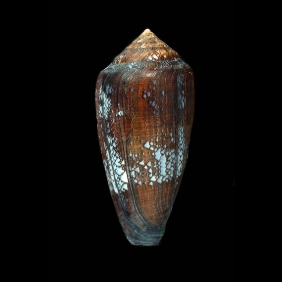 pennaceus tsara 60,1mm